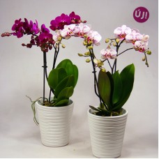 Magical butterflies - Midi orchid in a vase